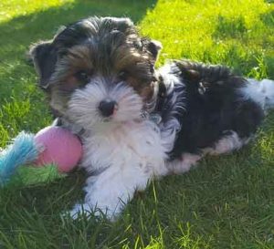 biewer terrier - yorkshire biewer