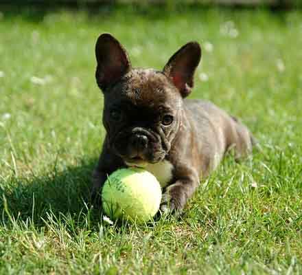 bulldog-frances bulldog frances - french bulldog
