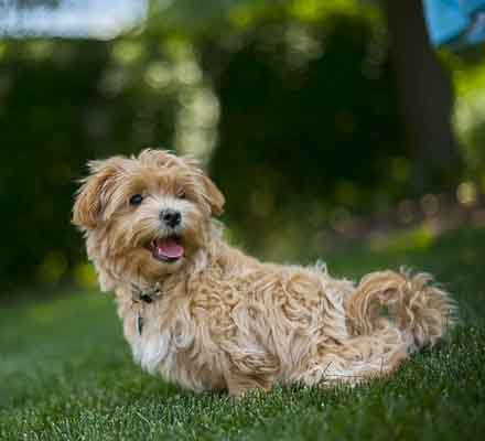 maltipoo maltipoo
