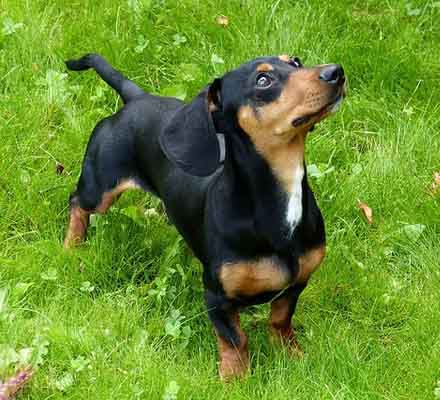 teckel - perro salchicha - perro tejonero - perro tejon