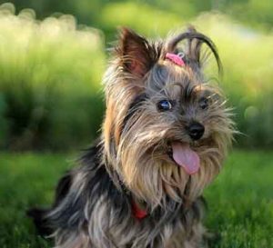 yorkshire terrier