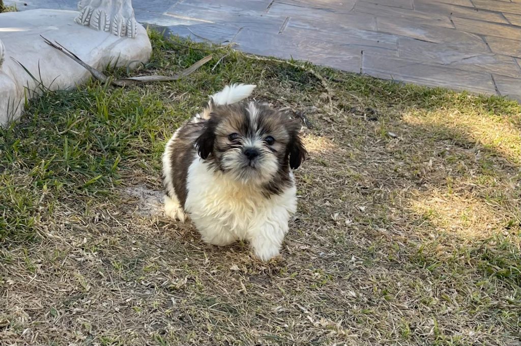 best shih tzu kennels - puppy diana de la jara