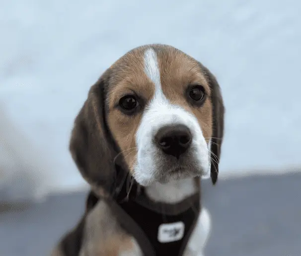 beagle - aranzazu aberasturi - opinion reseña testimonio - diana de la jara