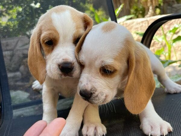 beagle-cachorro-diana-de-la-jara