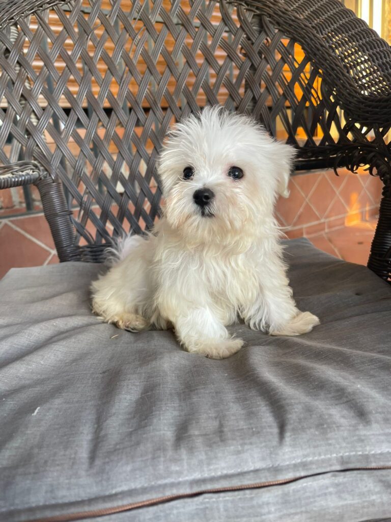 bichon maltes - perro que suelta poco pelo - criadero diana de la jara