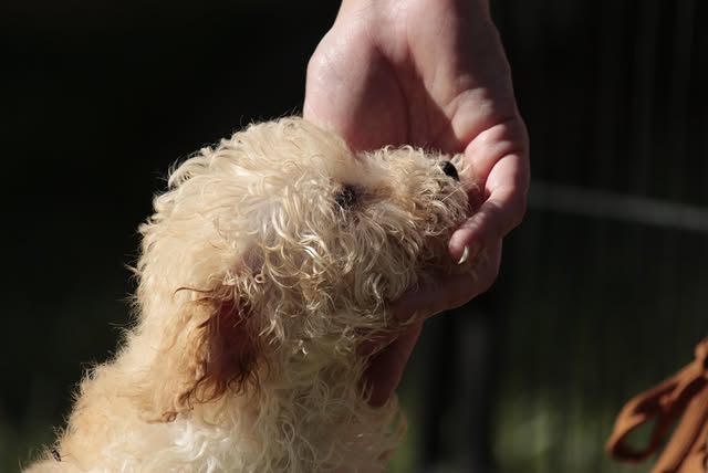 caniche enano - diana de la jara caniche enano - diana de la jara