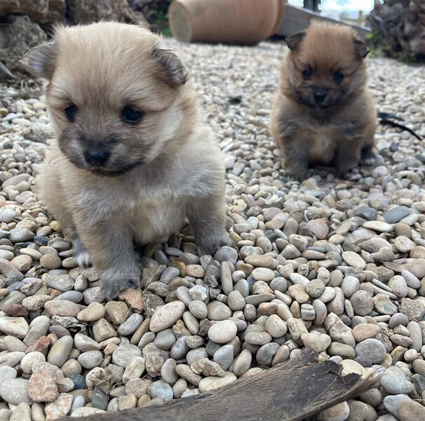 Filhotes de Pomerânia
