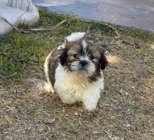 cachorrinho-shih-tzu-diana-de-la-jara