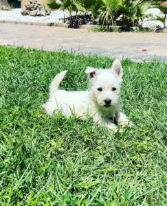 Westy terrier - Diana de la Jara