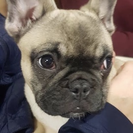 cachorra de bulldog frances diana de la jara en la foto que compartio su familia en reseña google