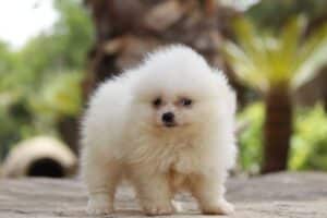 Pomerania - Diana de la Jara Pomerania - Diana de la Jara