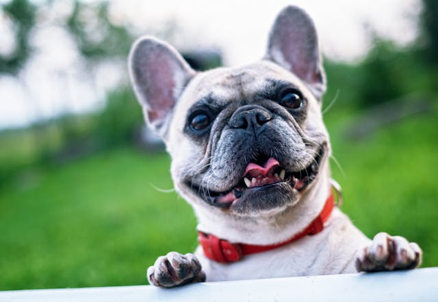Bulldog frances criadero cachorros comprar venta - diana de la jara