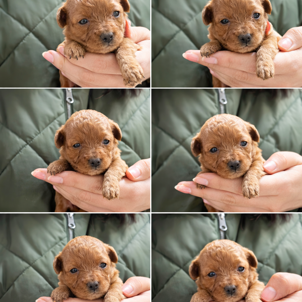Cachorro Maltipoo Rojo 