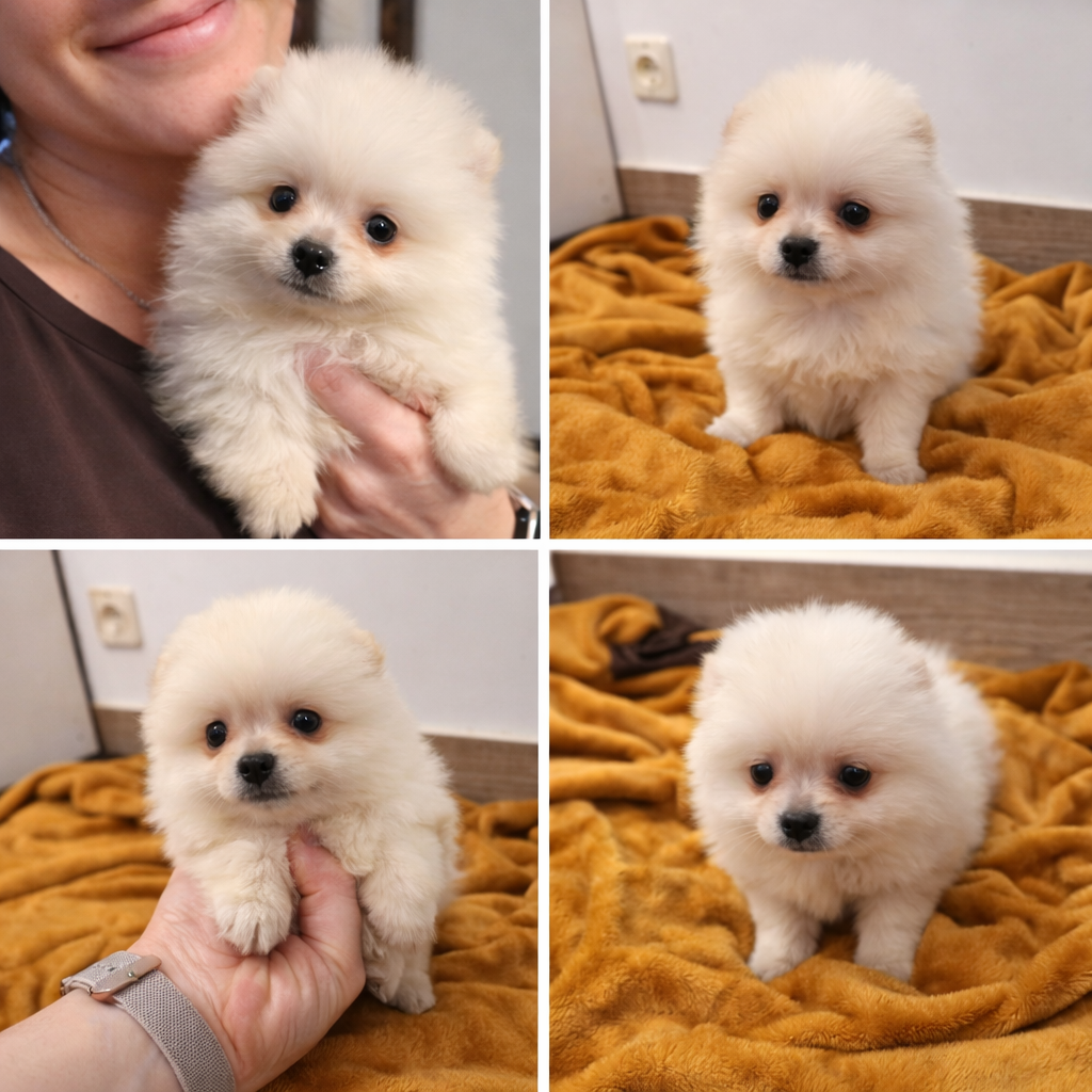 Cachorro Pomerania blanco - crema Toy
