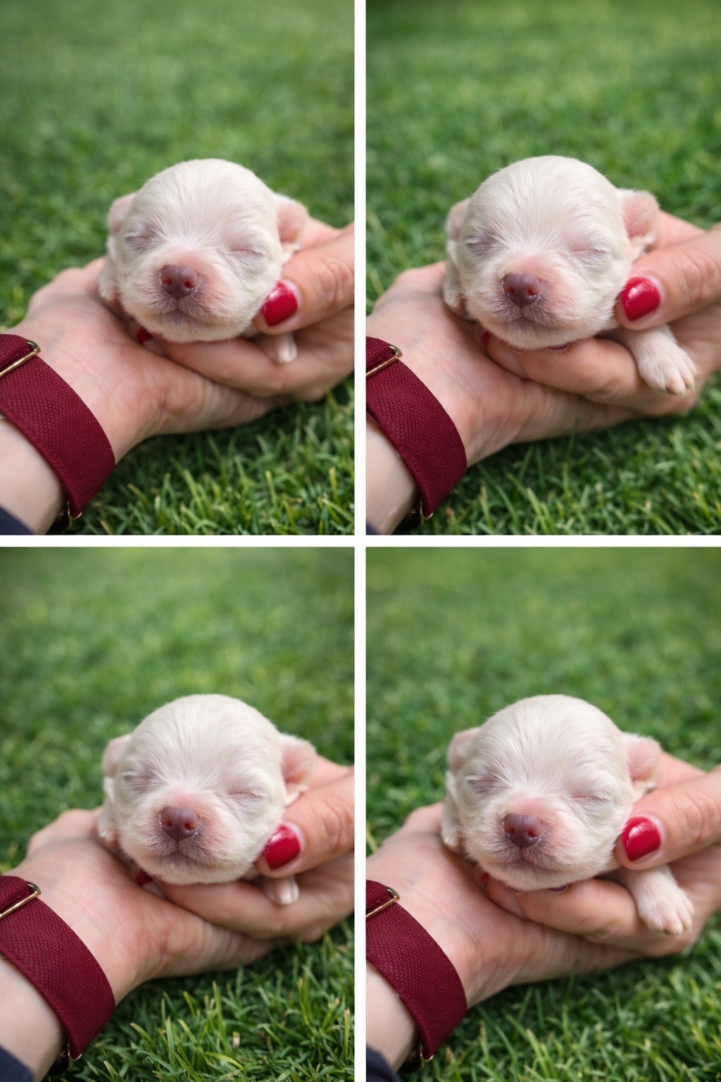 Cachorro Bichón Maltes Blanco Estándar