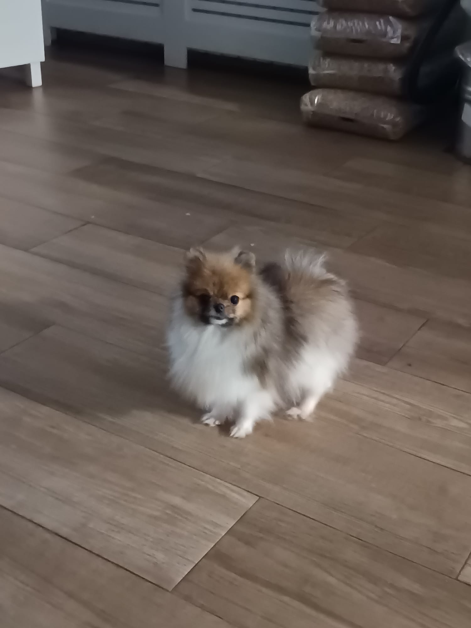 Cachorro Pomerania blanco-marrón toy