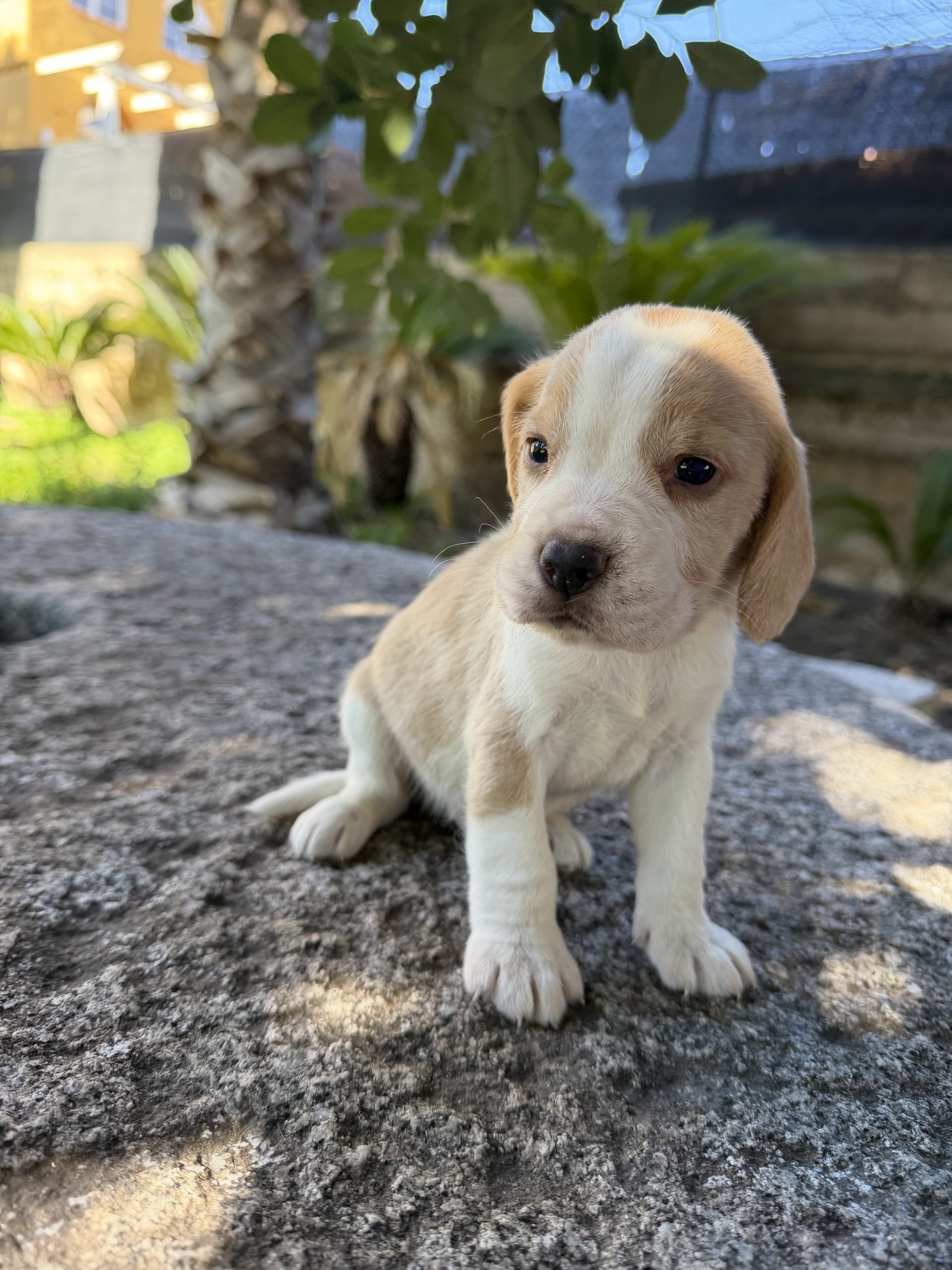 Cachorro Beagle limón 
