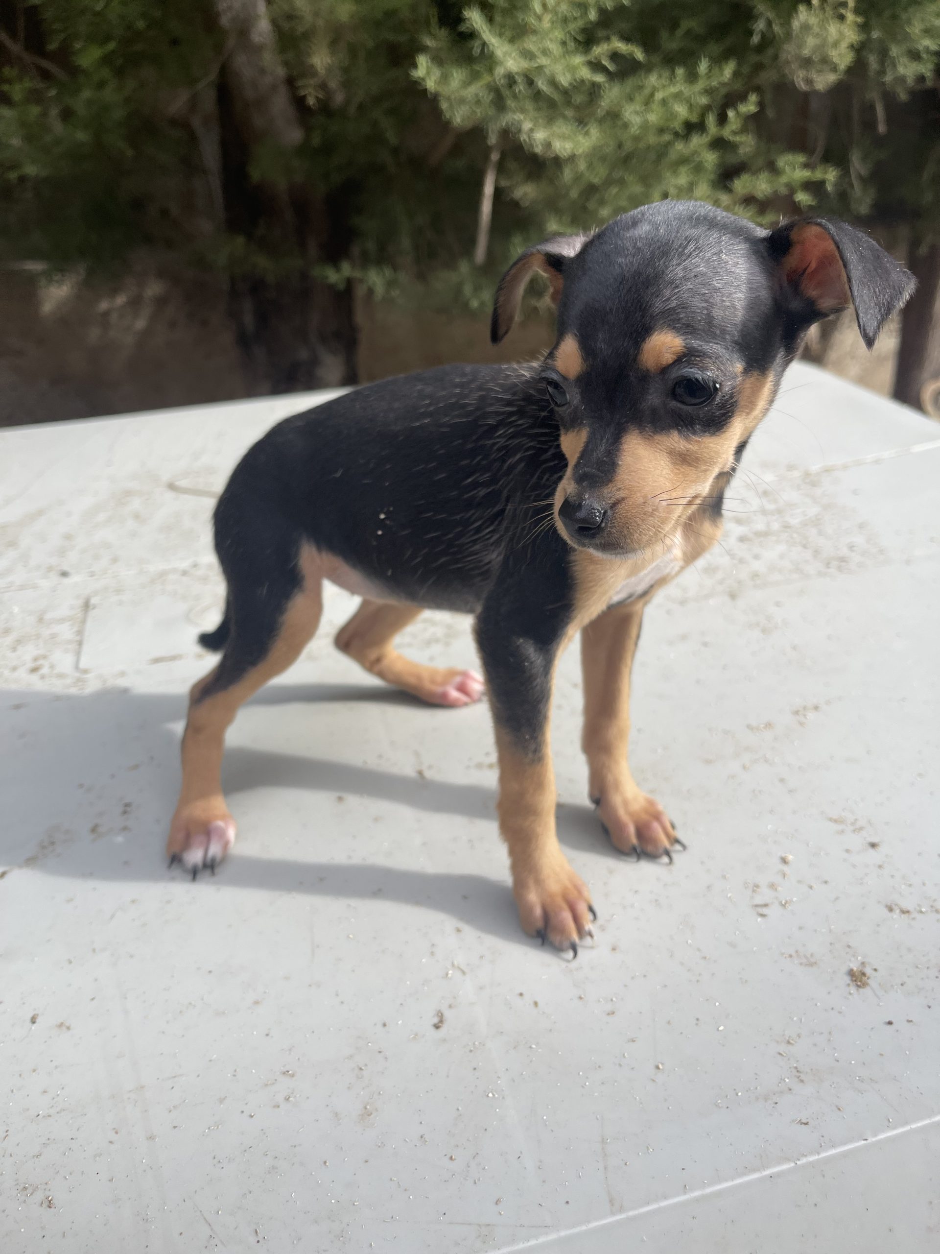 Cachorro Pinscher Negro-fuego mini