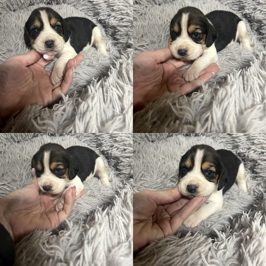 Cachorro Beagle tricolor 