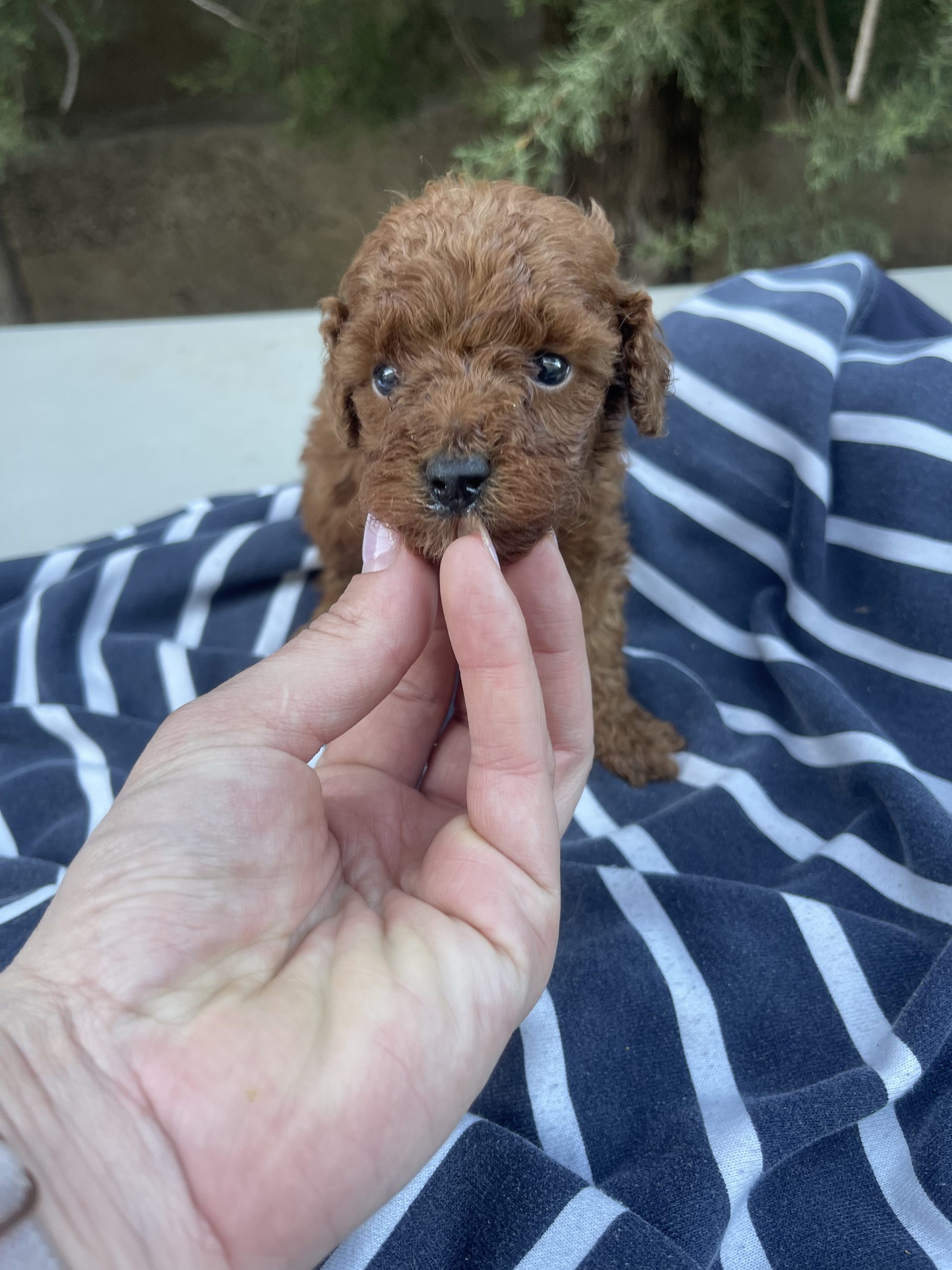 Cachorro de raza Caniche color Rojo tipo