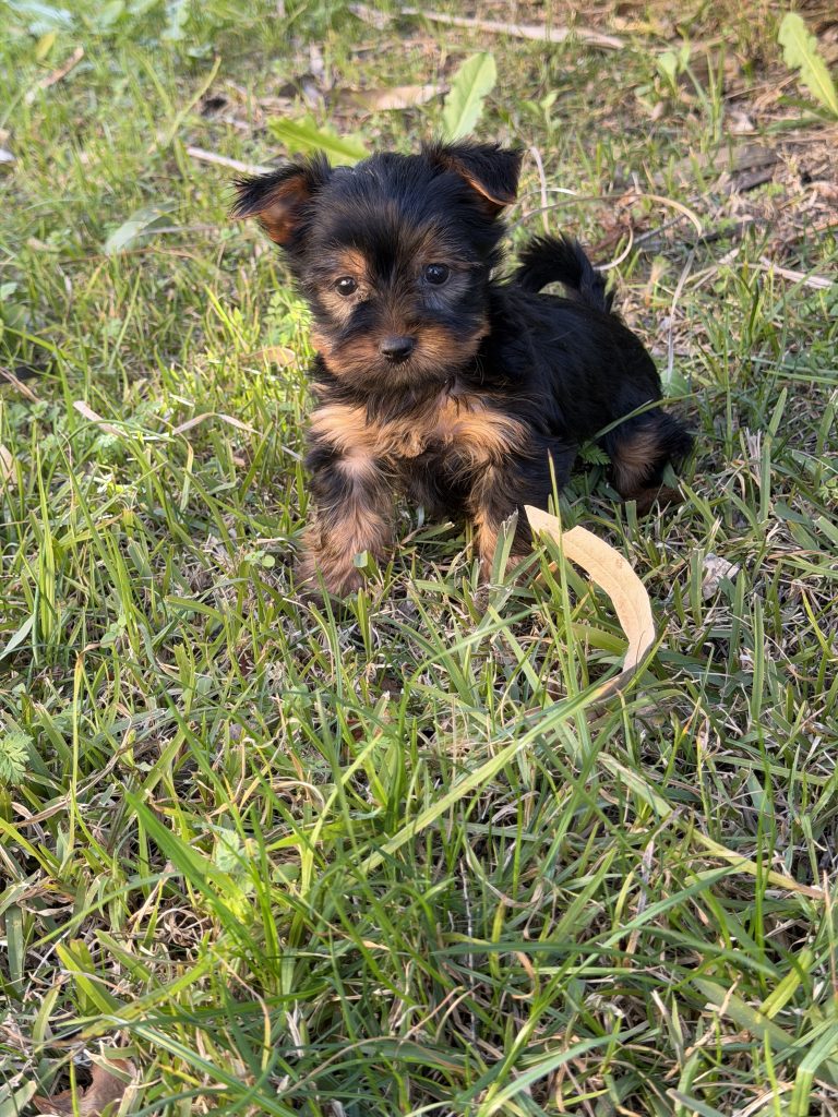 Cachorro de raza Yorkshire color Negro-fuego tipo Estandar