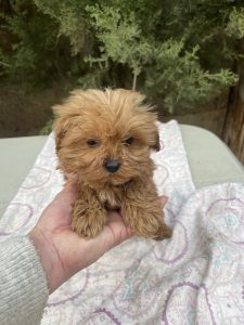 Cachorro de raza maltipoo color rojo tipo mini