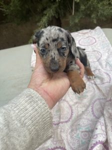 Cachorro de raza teckel color Merlé tipo estándar