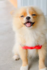 fourrure de chiot Poméranien