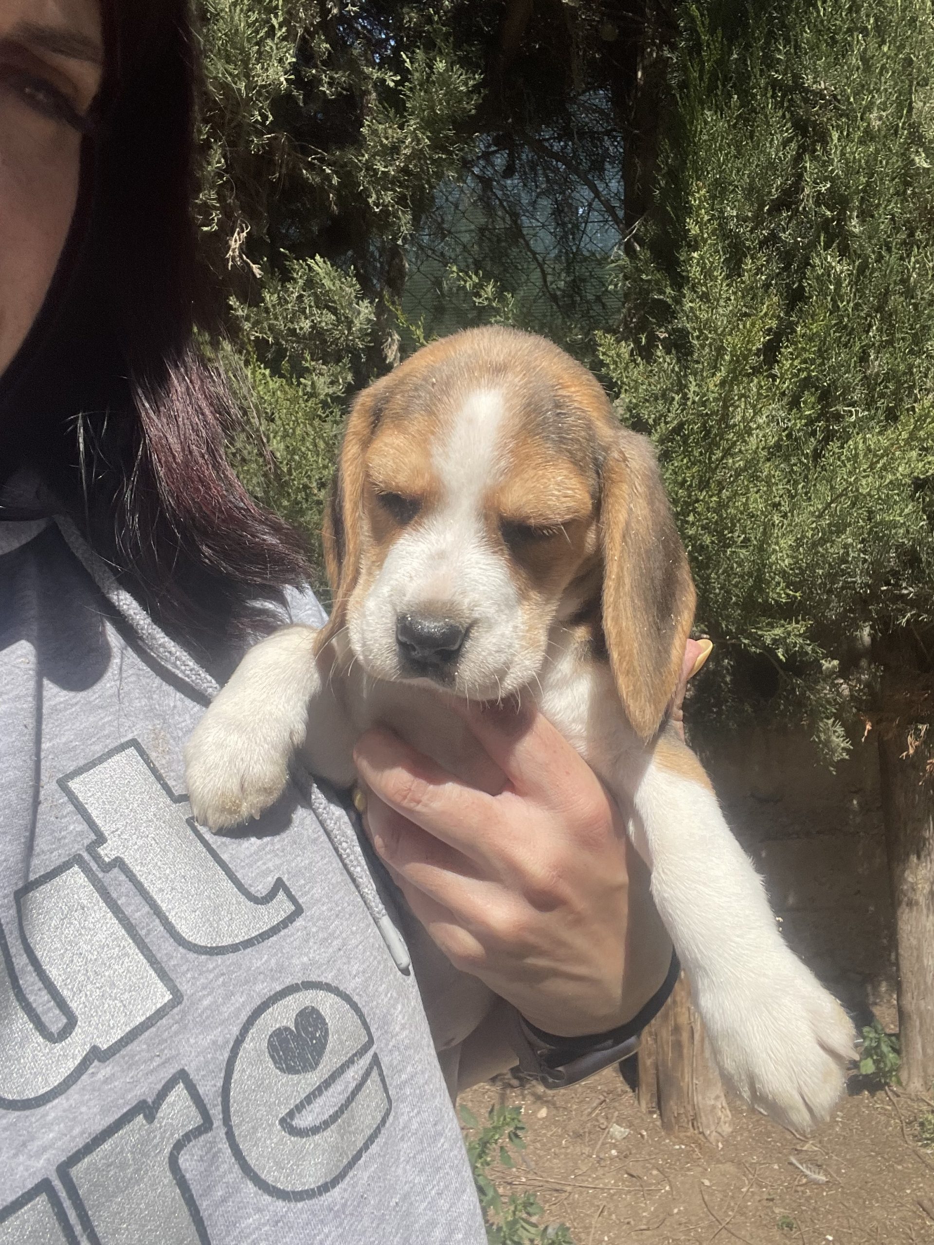 Cachorro beagle tricolor 