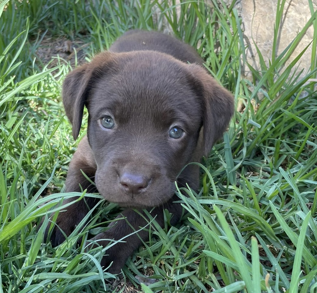 Cachorro Labrador chocolate 