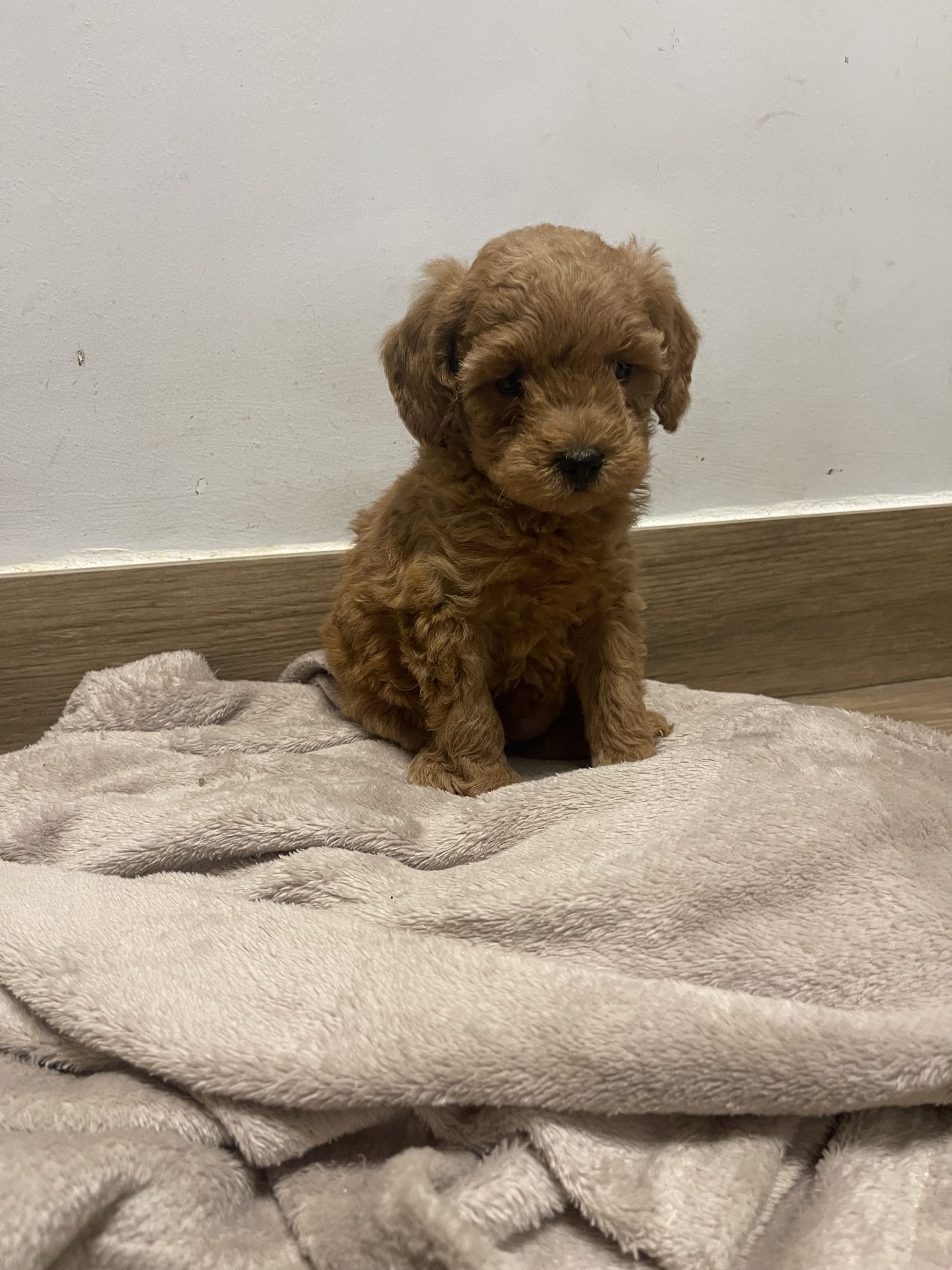 Cachorro Caniche Apricot 4 kg aproximado de adulta