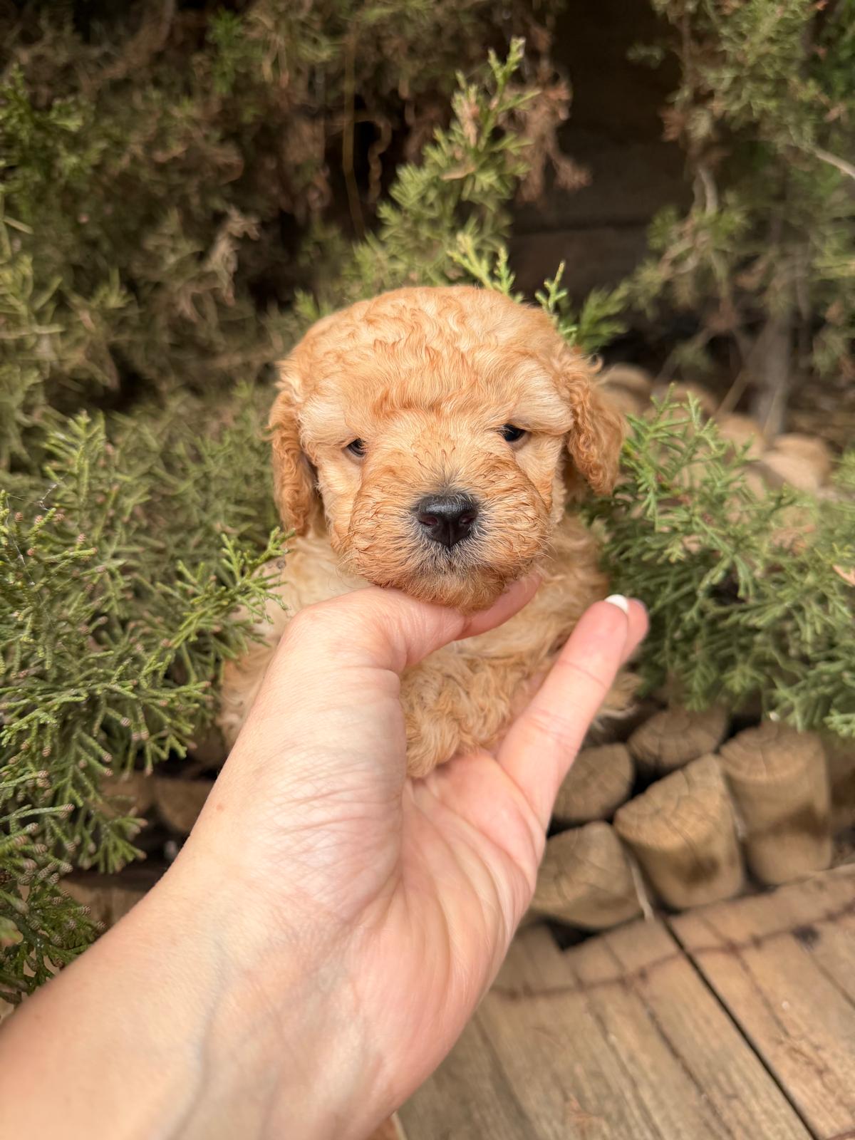 Cachorro caniche crema 4 kg de adulta