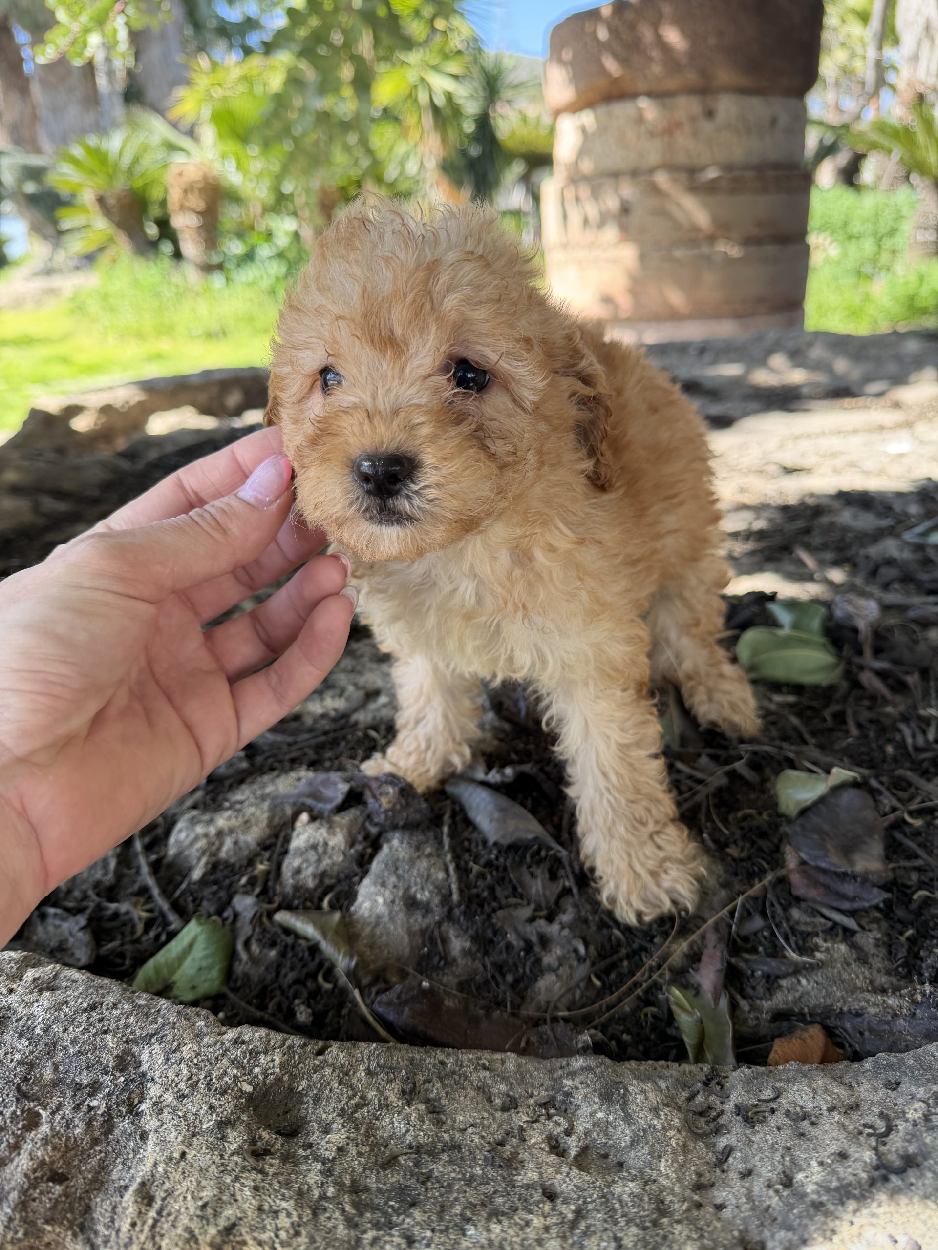 Cachorro caniche crema 4 kg aproximado de adulto