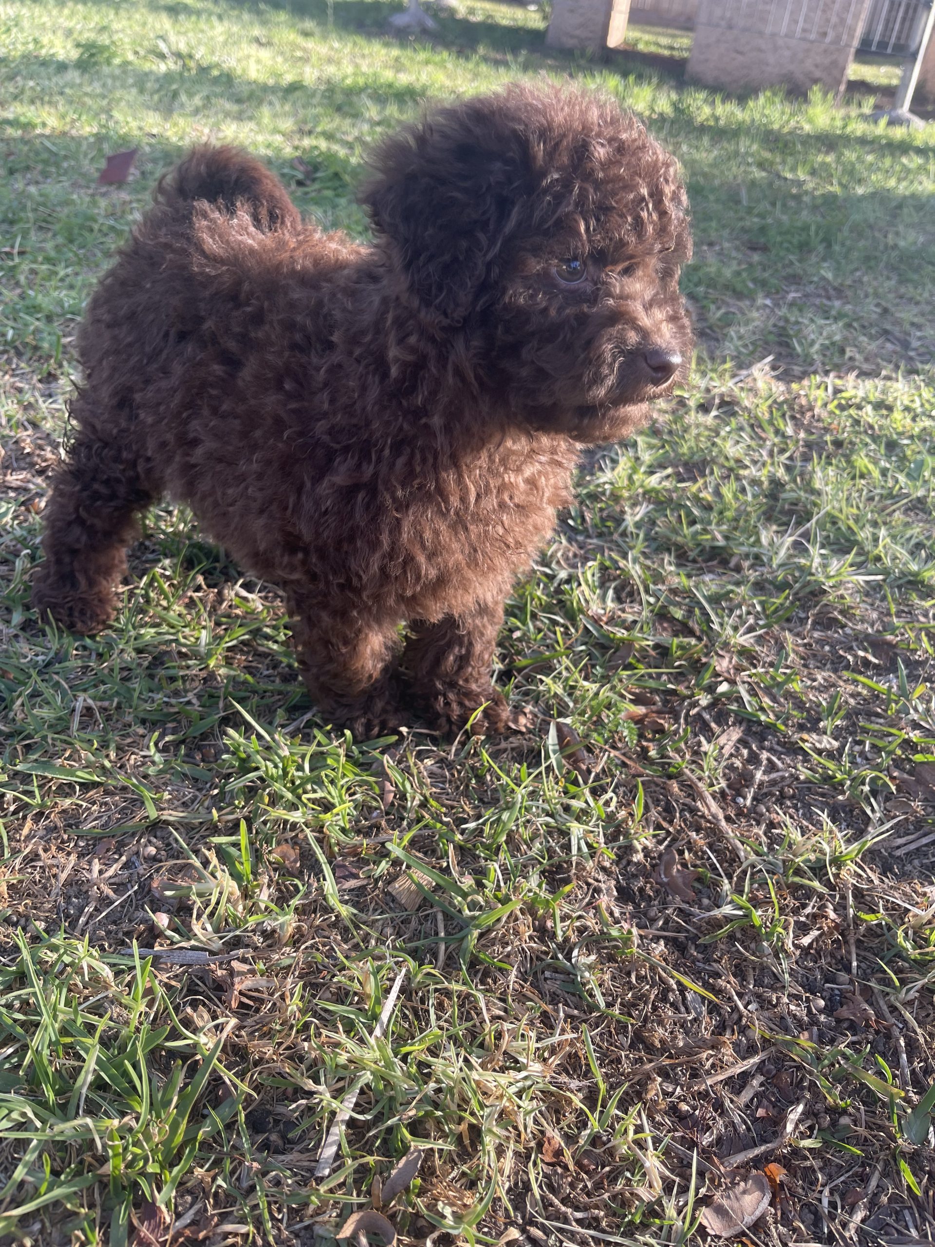 Cachorro caniche chocolate 