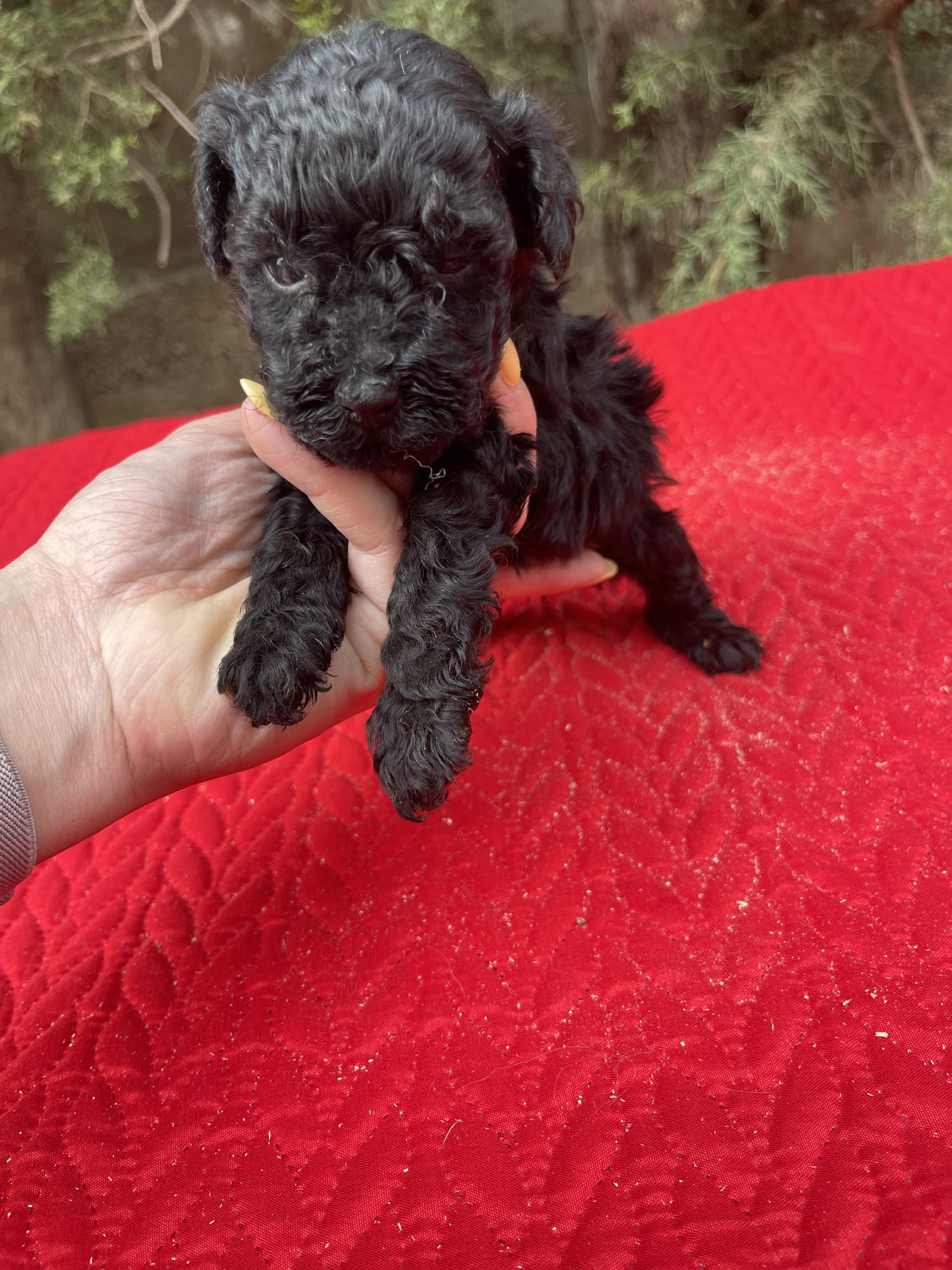 Cachorro caniche negro 