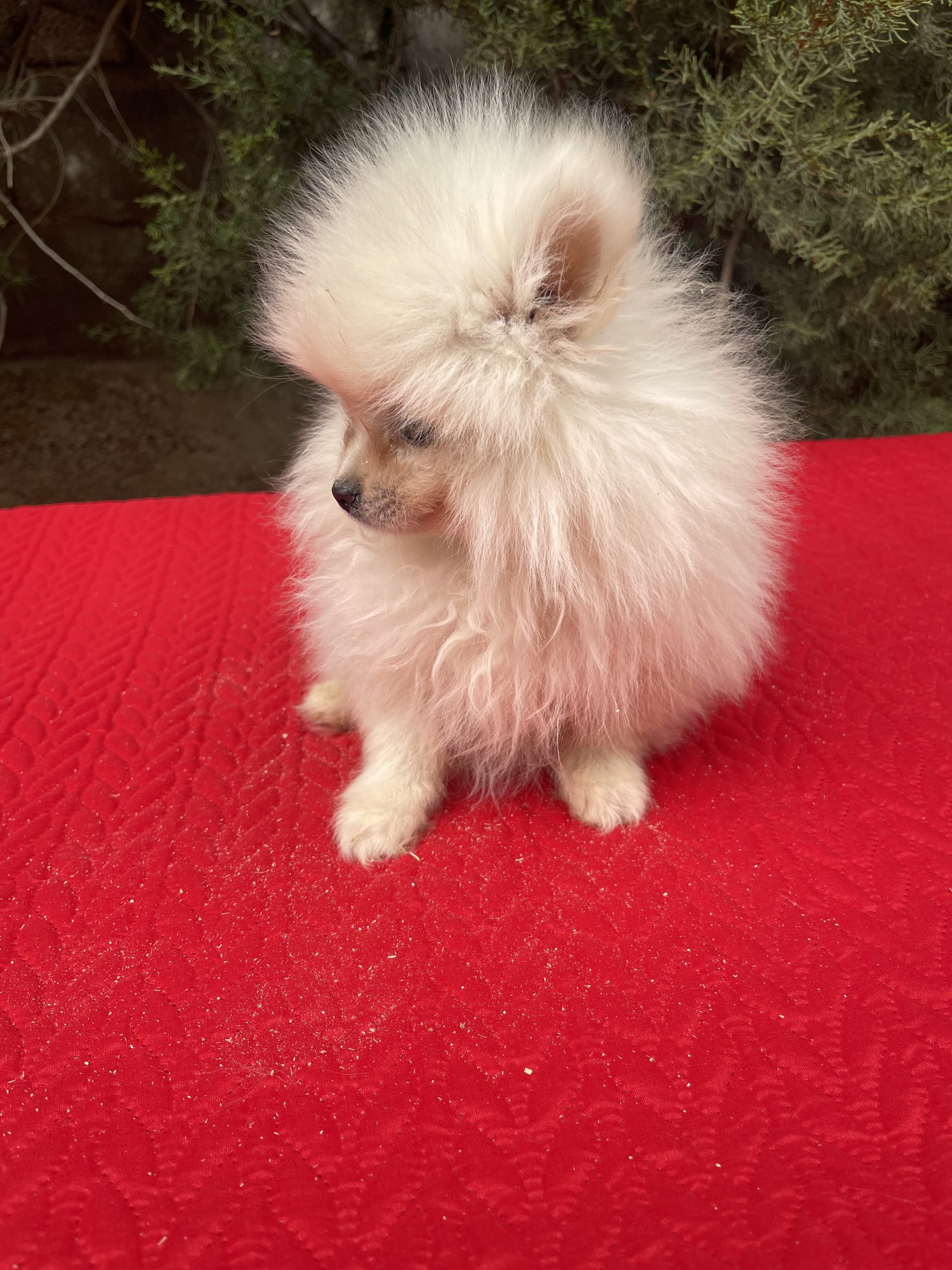 Cachorro pomerania blanco-crema mini