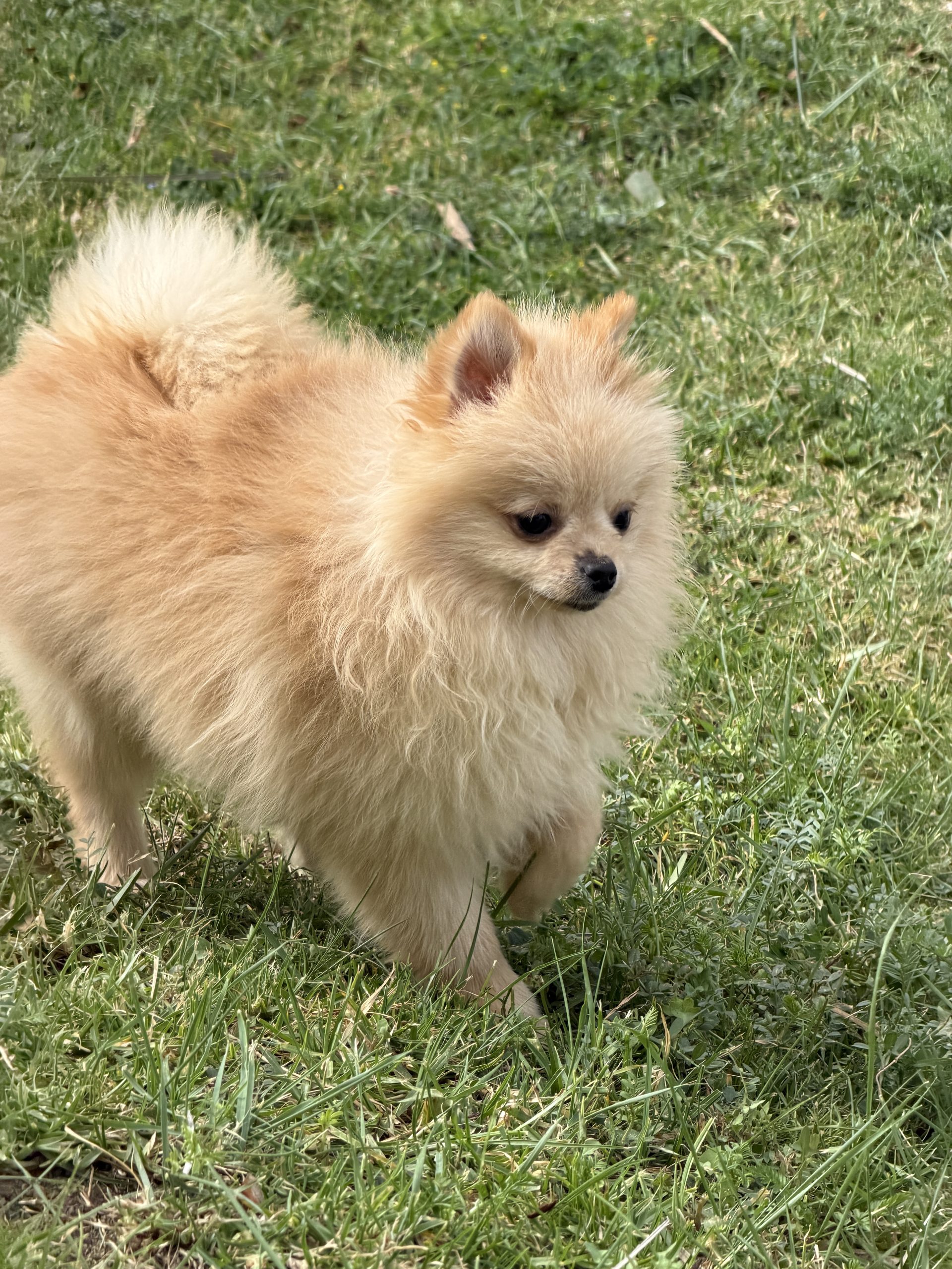 Cachorro pomerania crema mini