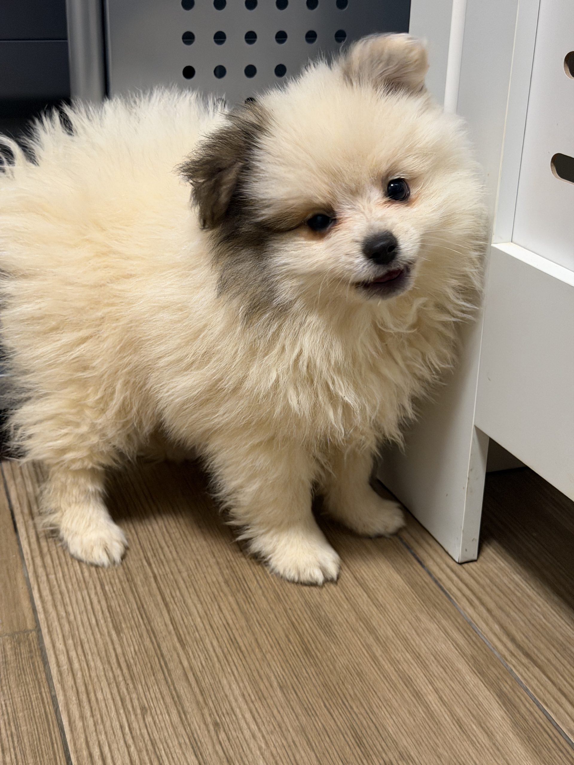 Cachorro pomerania blanco y marrón estándar