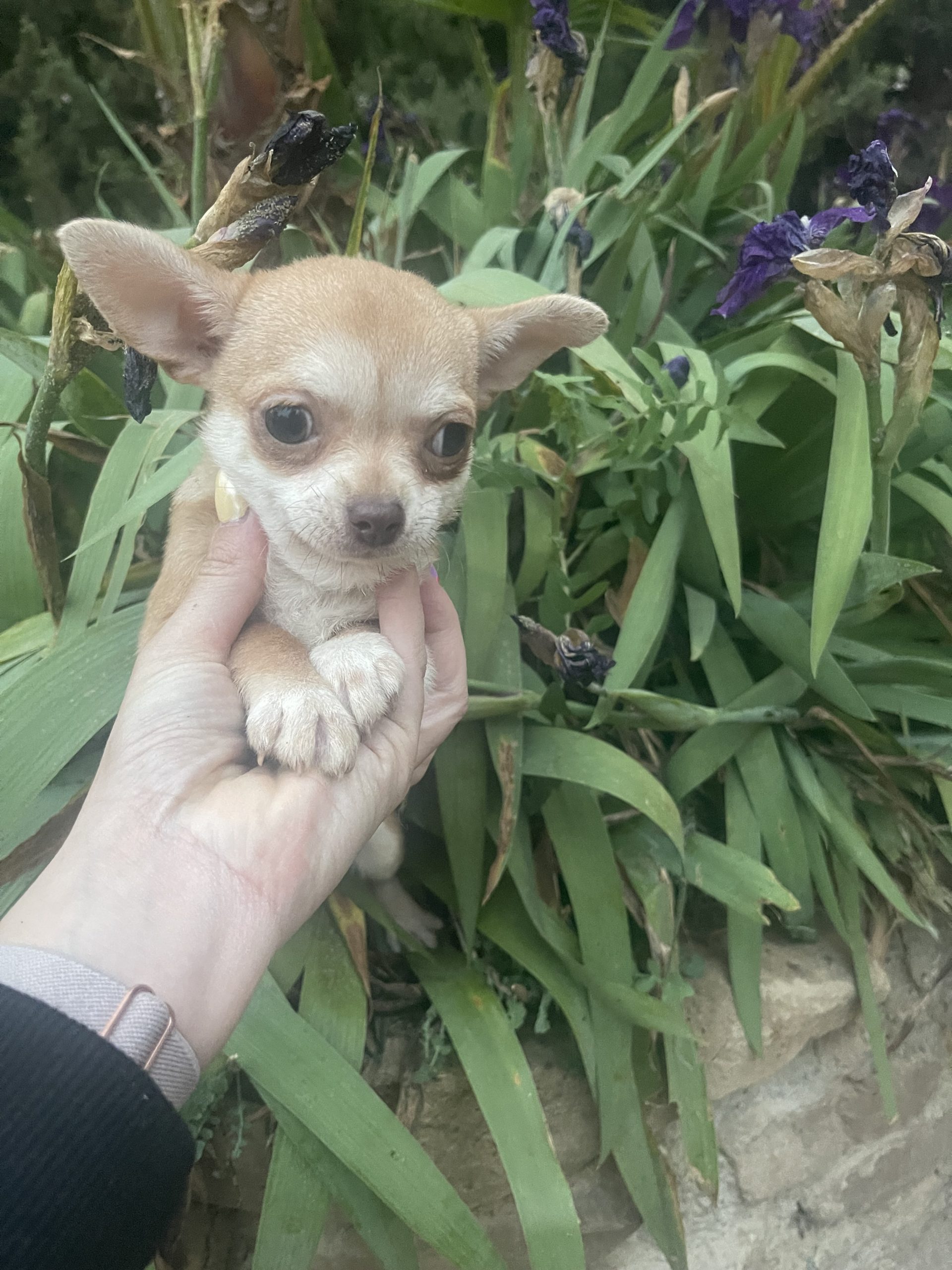 Cachorro chihuahua dorada 