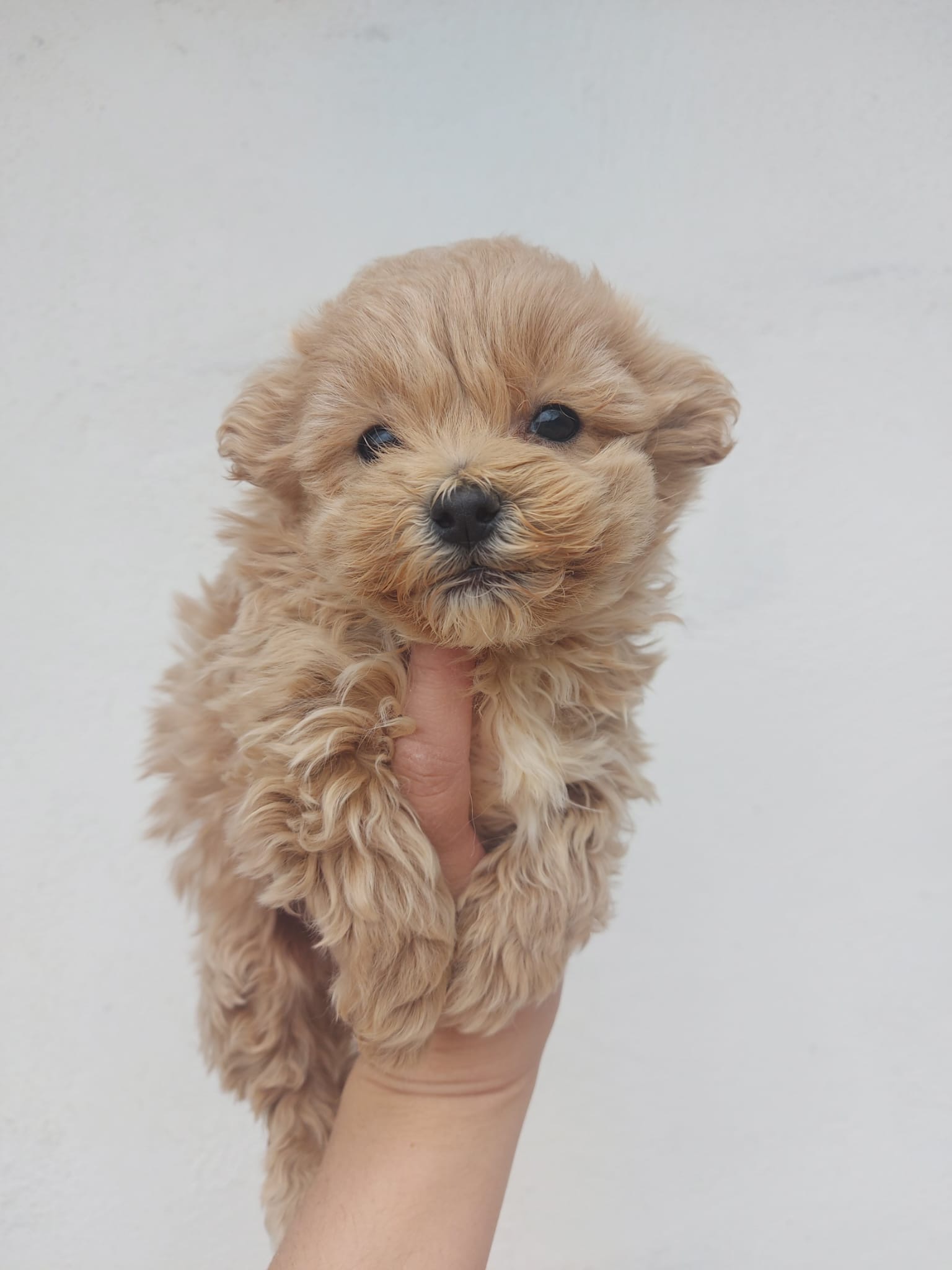 Cachorro Maltipoo Apricot 