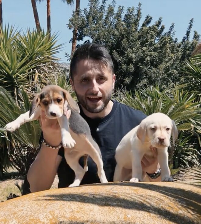 beagle o labrador cual elegir
