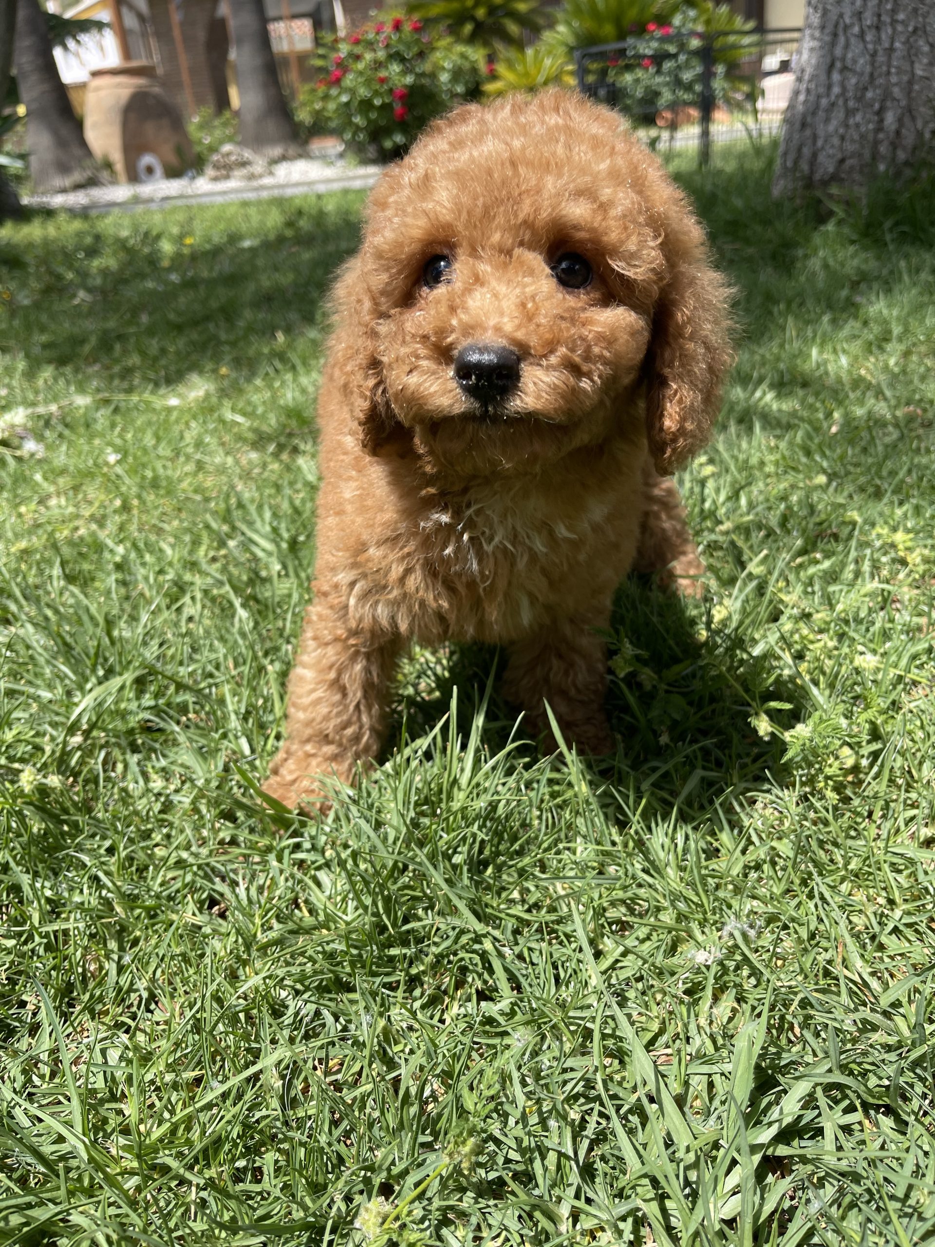 Cachorro de raza Caniche enano color Rojo tipo Enano 5-6kg