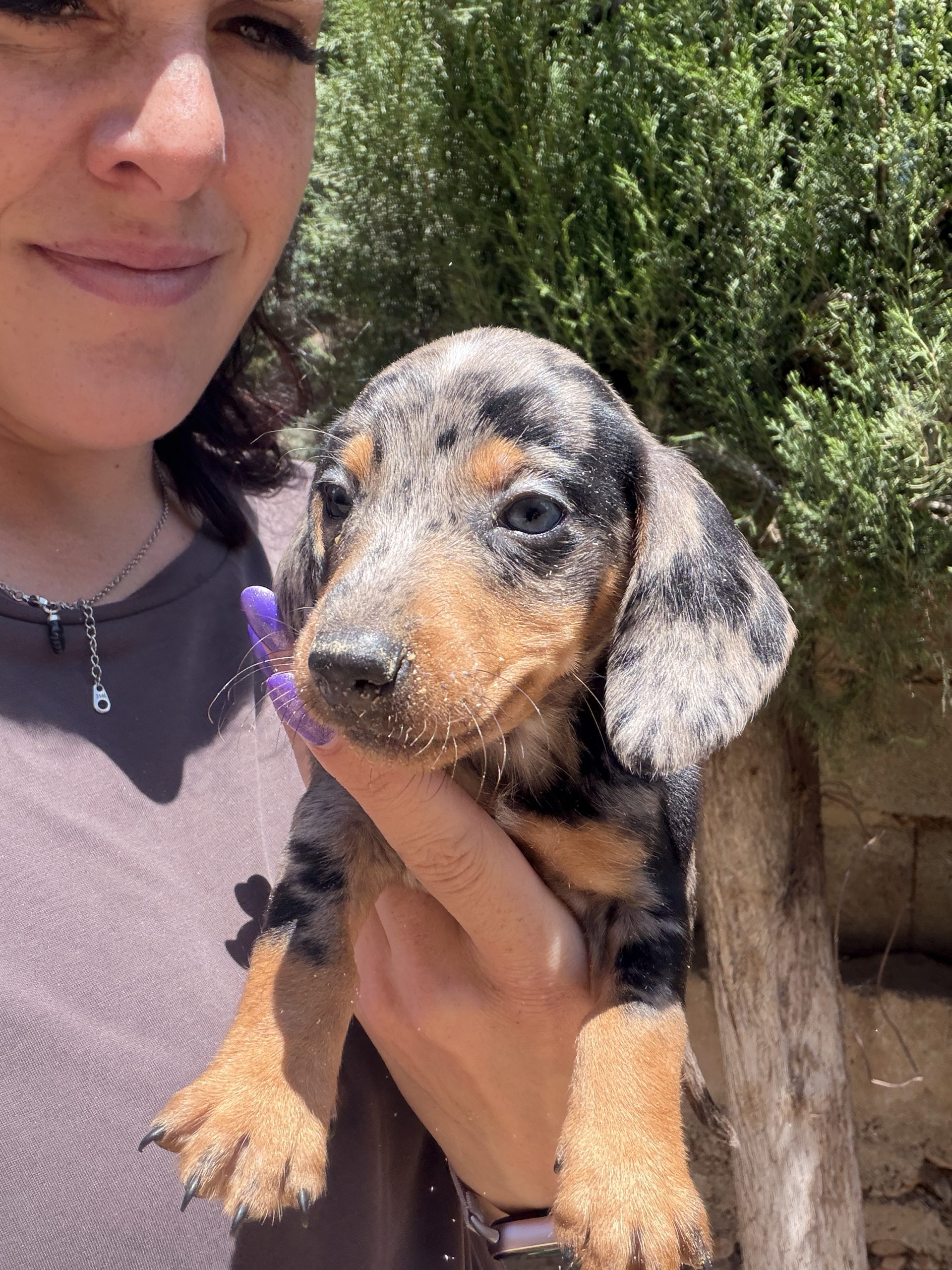 Cachorro Teckel Merlé 