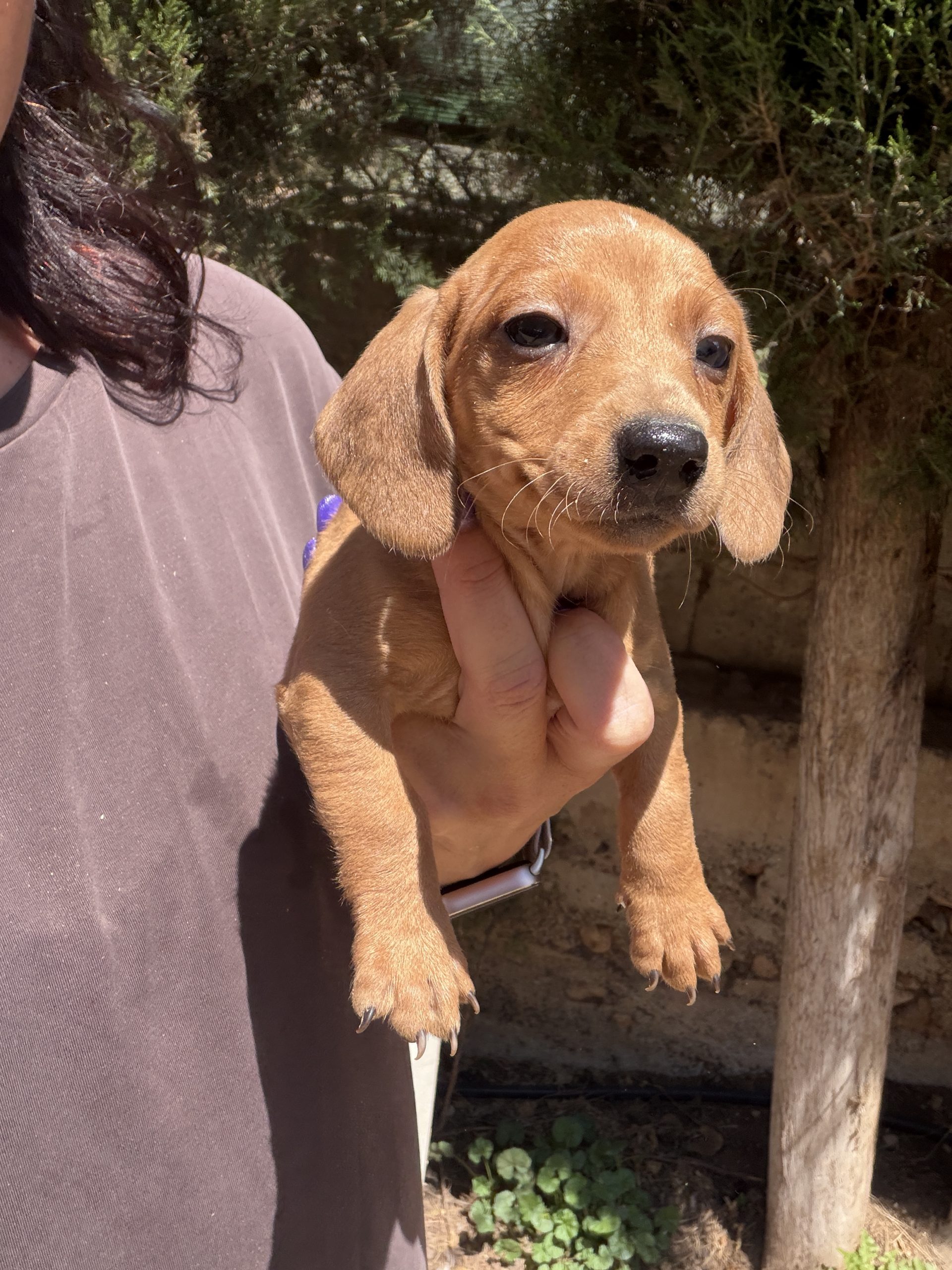 Cachorro Teckel Marrón 