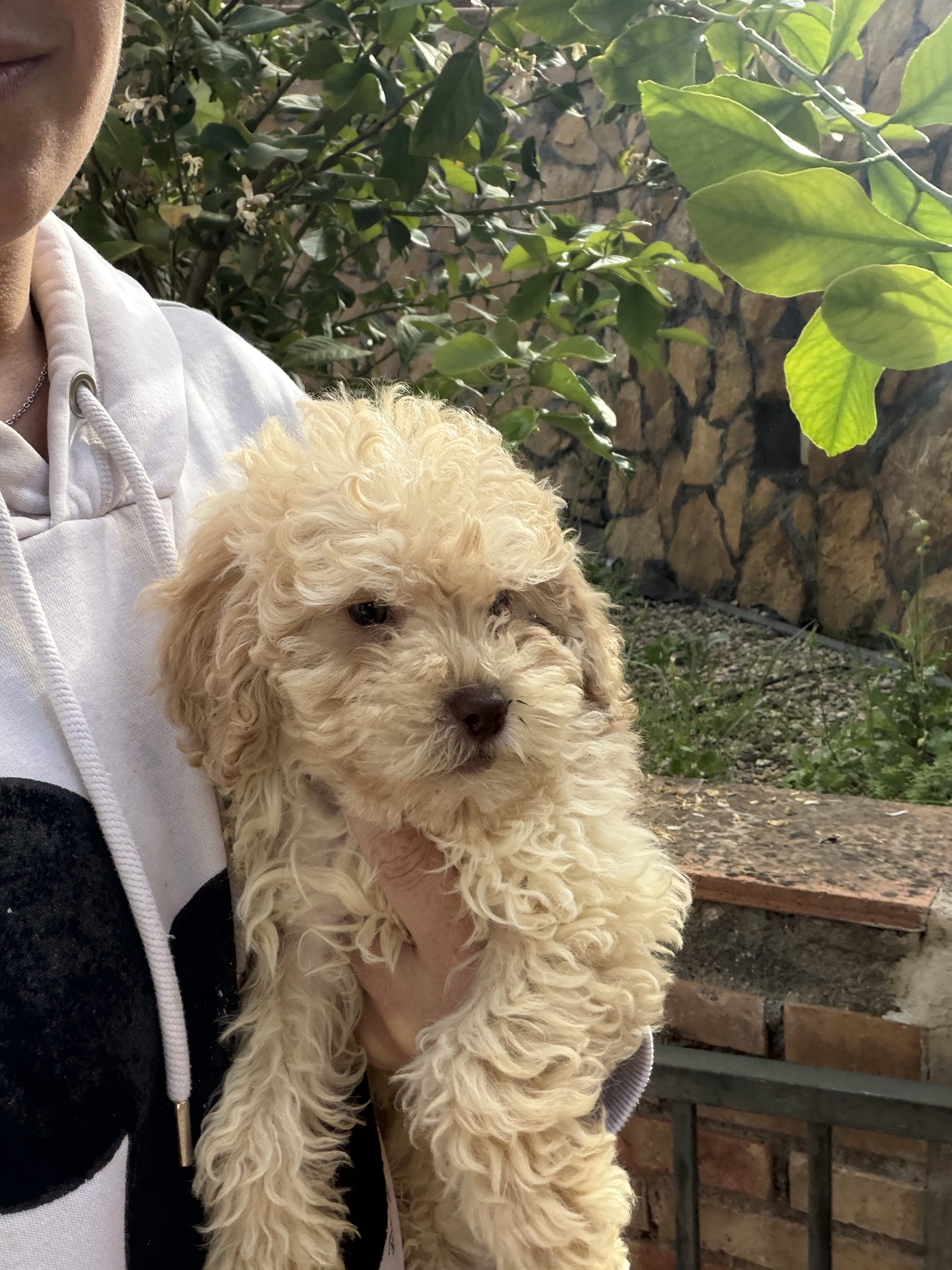 Cachorro Caniche enano Crema 5-6kg
