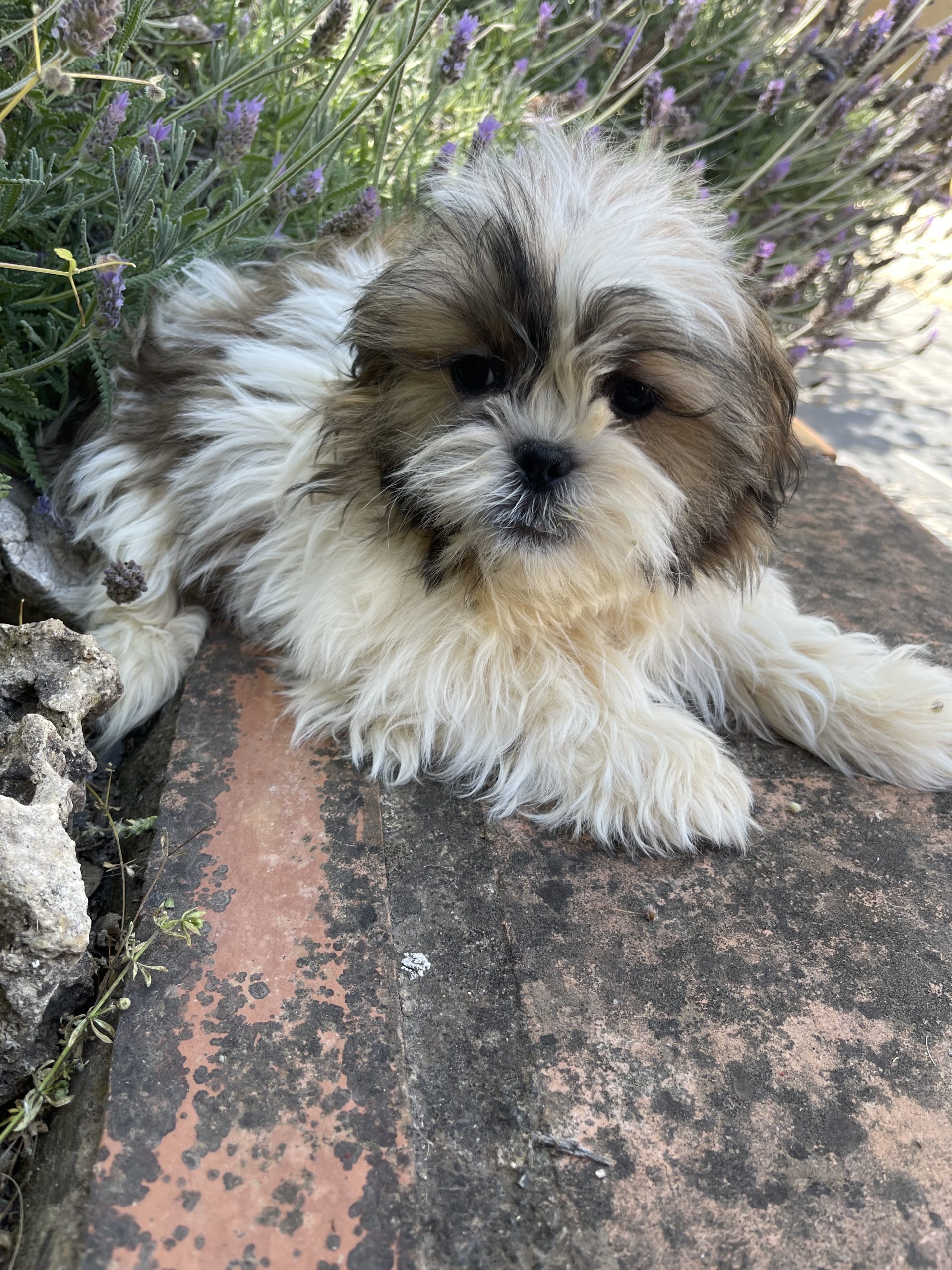 Cachorro Shitzu Tricolor 