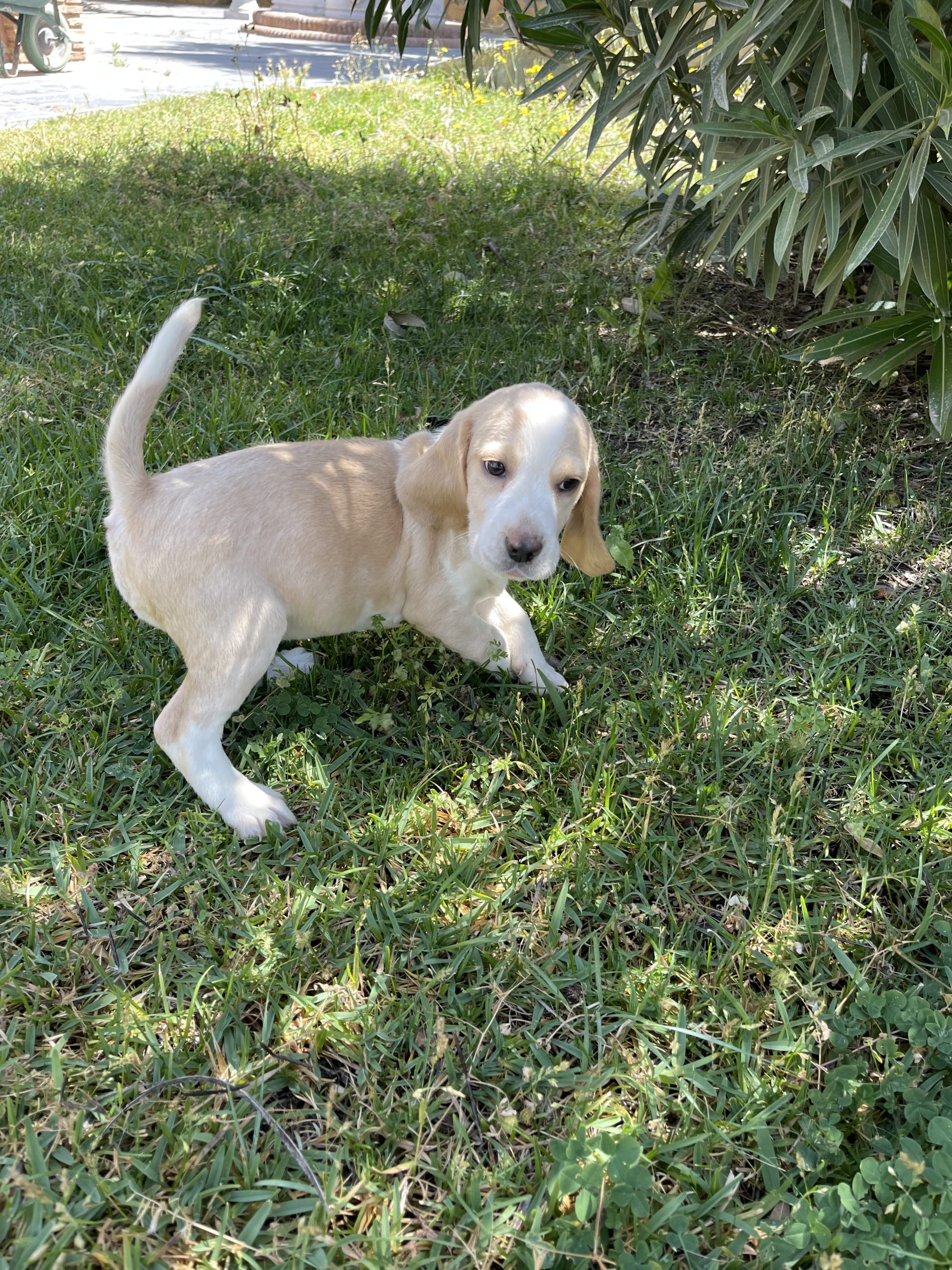 Cachorro Beagle Limón 