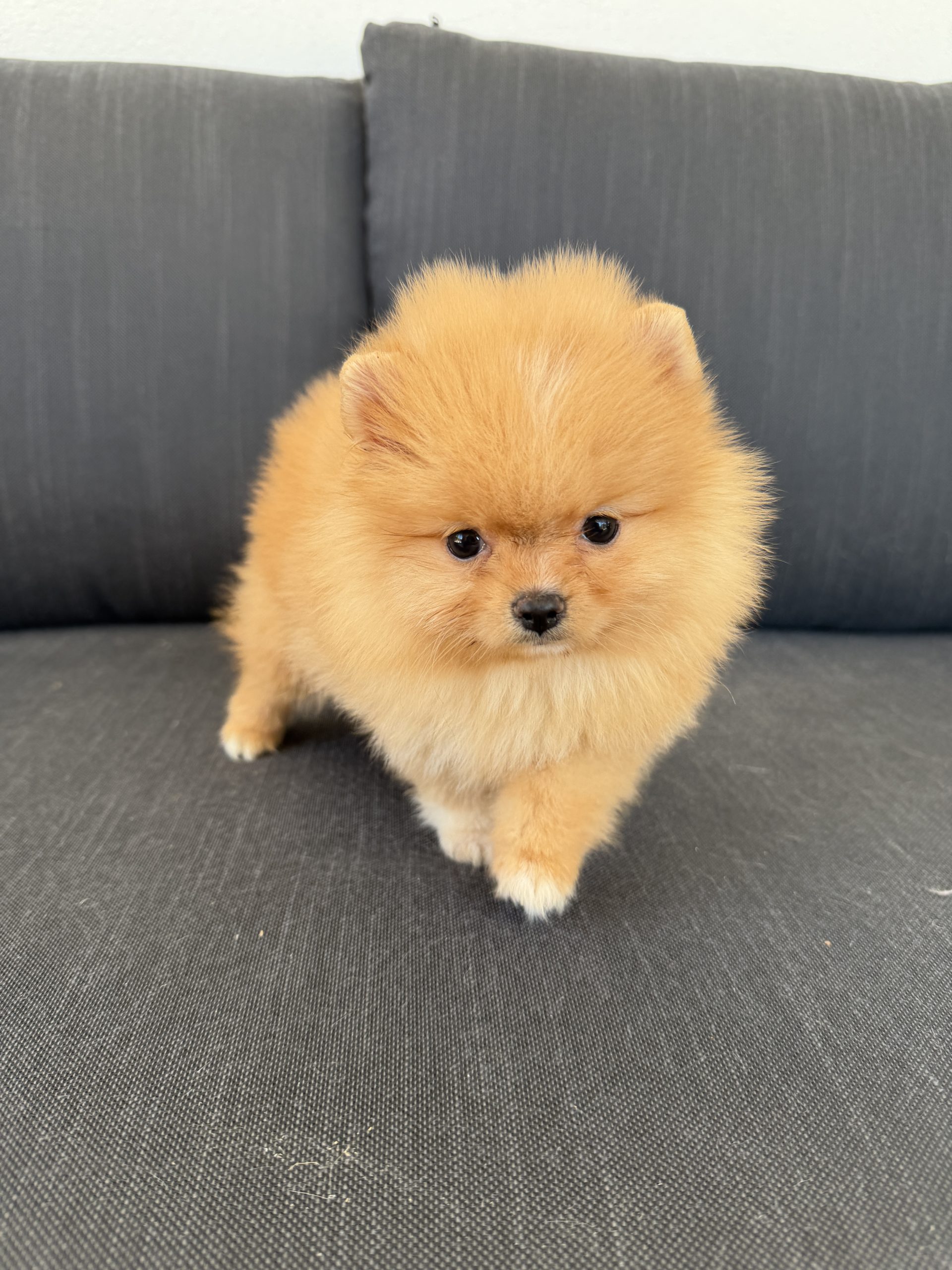 Cachorro Pomerania toy Dorada 