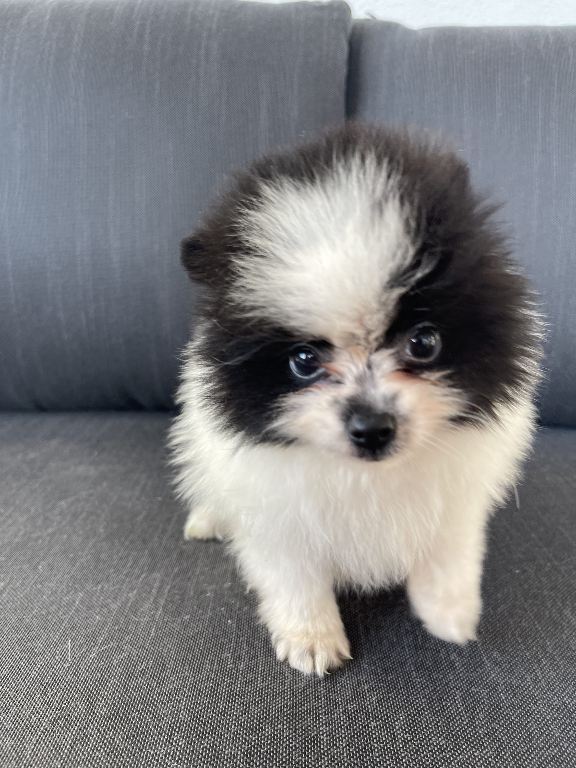 Cachorro Pomerania toy Blanco y negro 