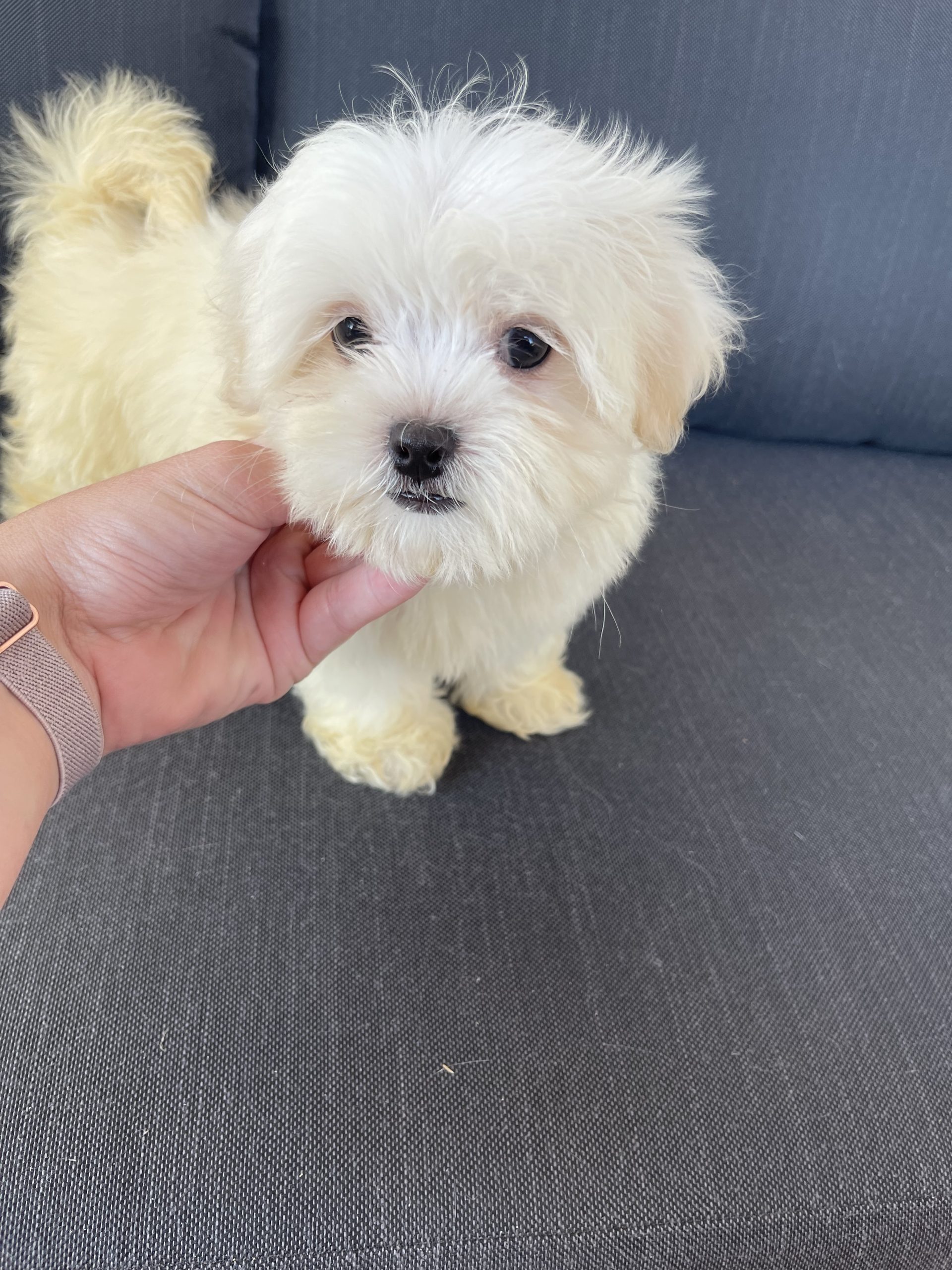 Cachorro Bichón maltés